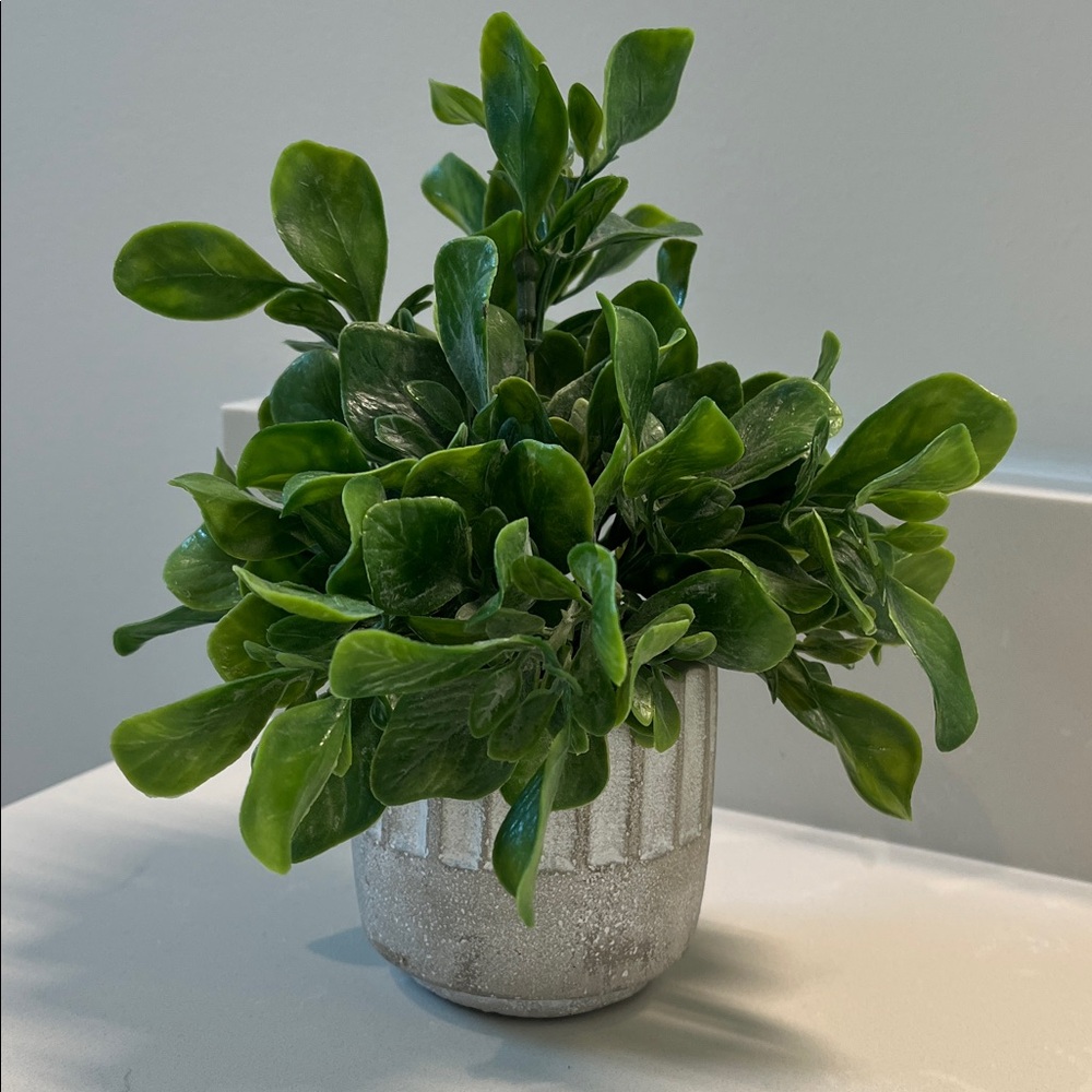 Faux Jade Plant in Stone Pot Home Decor - Picture 6 of 6